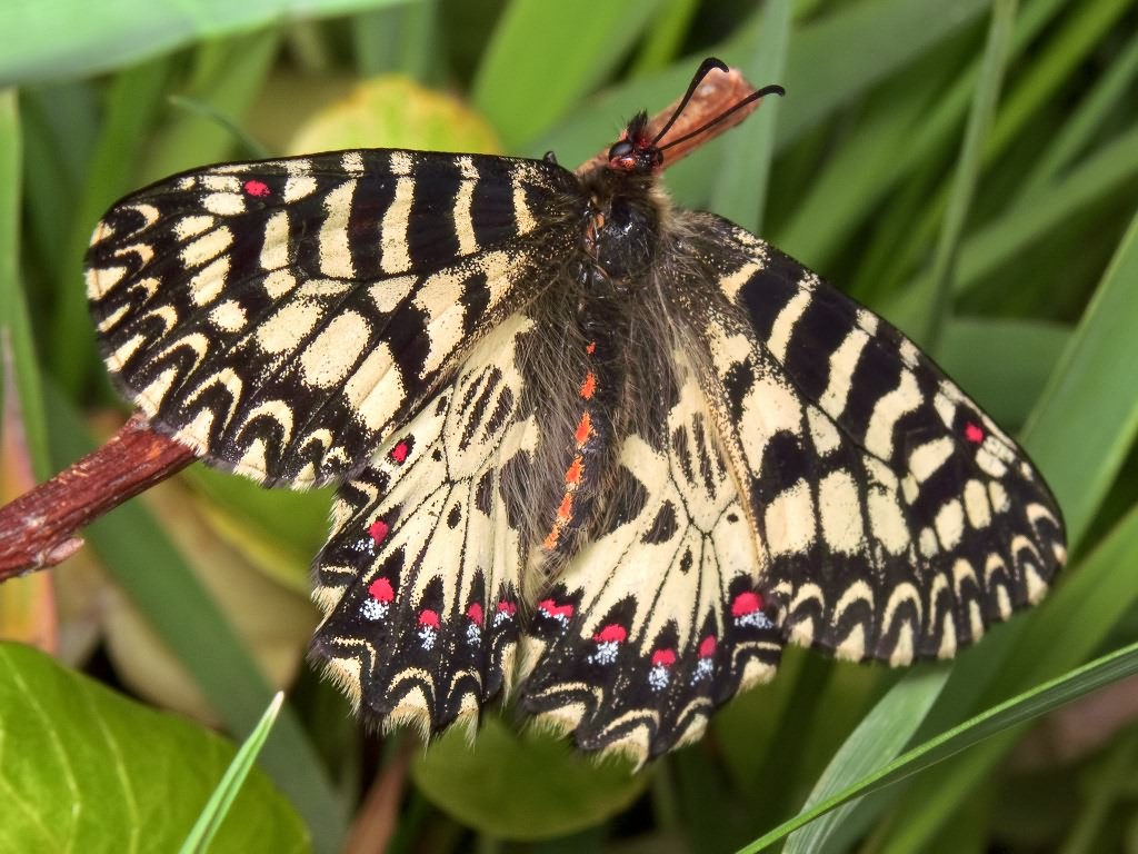 Zerynthia polyxena (Denis & Schiffermüller, 1775)